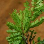 Tessmannia anomala Hoja