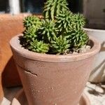 Euphorbia susannae Feuille