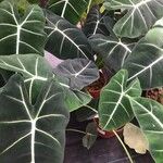 Alocasia micholitziana List