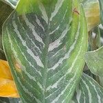 Aglaonema nitidum Lehti