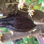 Theobroma cacao Fruit