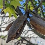 Brachychiton discolor Frukt