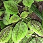 Pilea mollisLeaf