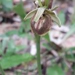 Ophrys virescens Fula