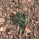 Echium horridum موطن