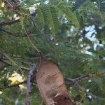 Albizia harveyi Плод