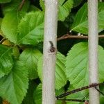 Crataegus crus-galli Bark