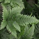 Pteris fauriei Leht