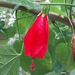 Malvaviscus arboreus Flower