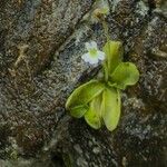 Pinguicula crystallina Flower