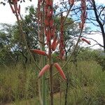 Aloe christianii Flor