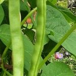 Phaseolus vulgaris Fruit