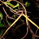 Forsteronia guyanensis Corteza