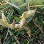 Cerastium siculum Habit