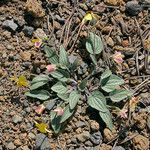 Viola purpurea Hábito