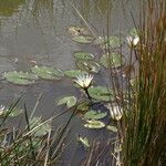 Nymphaea micrantha आदत