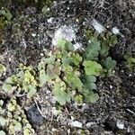Asplenium petrarchae Leaf