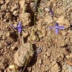 Conanthera trimaculata Hábito