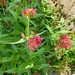 Centranthus ruberFlower