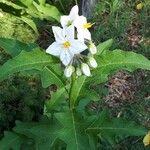 Solanum carolinense പുഷ്പം