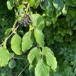 Cornus sanguineaLeaf