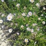 Aster incisus Flower