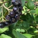 Aronia melanocarpa Plod