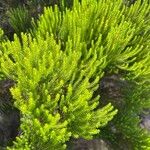 Erica azorica Fuelha