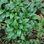 Pulmonaria saccharata Leaf