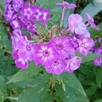Phlox drummondii Flower