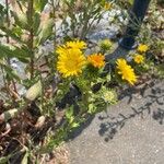 Grindelia integrifolia 花