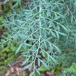 Ruta angustifolia Jani
