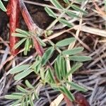 Indigofera arrecta List