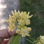 Tilia platyphyllos Λουλούδι