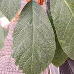 Brugmansia versicolor Blatt