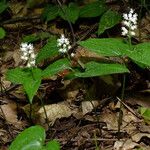 Maianthemum bifolium Habitus