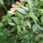 Ruscus aculeatus Leaf