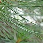 Pinus cembra Blad