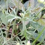 Malva moschata Blatt