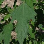 Chenopodium ficifolium Lehti