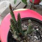 Austrocylindropuntia subulataപുഷ്പം