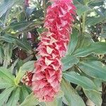 Costus barbatusHostoa