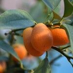 Citrus japonica Frucht