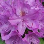 Rhododendron ponticumফুল