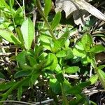 Polygala calcarea Leaf