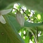 Solanum betaceum Flower