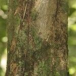 Trichilia pallida Bark