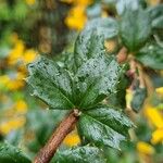 Berberis darwinii Blad