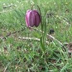 Fritillaria tubaeformis Õis