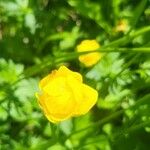 Trollius europaeusFleur